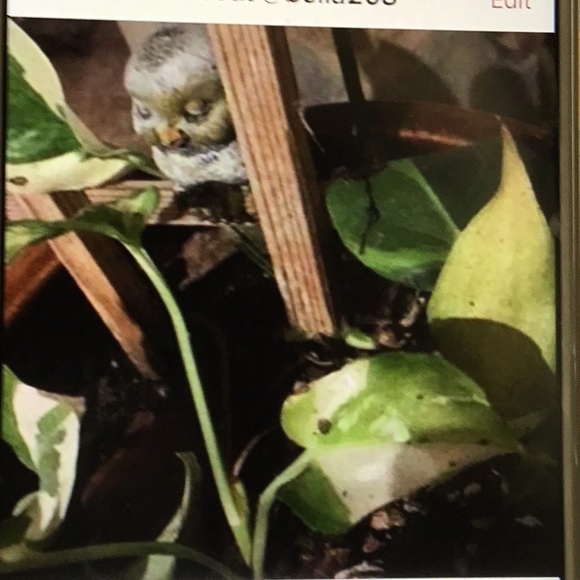 aandjflowers